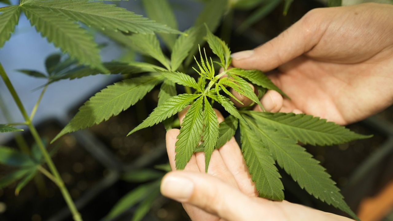 Nationwide Mail Order Marijuana: Premium Products to Buy Cannabis Concentrates Online