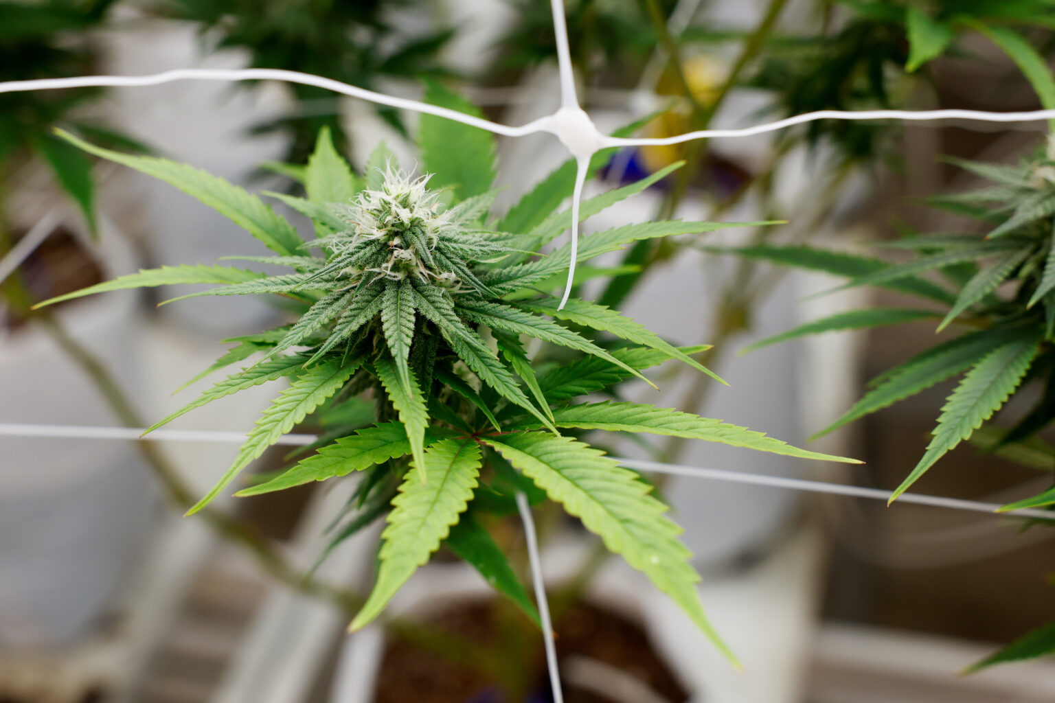 Nationwide Mail Order Marijuana: Premium Products to Buy Cannabis Concentrates Online