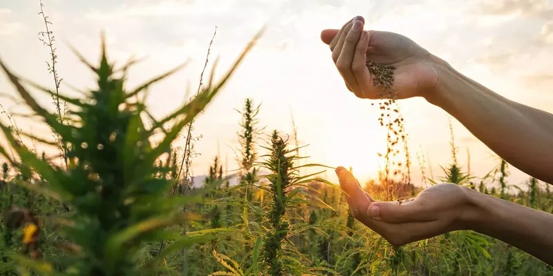 Buy Weed Strains Australia Online – Study of Strain Preferences