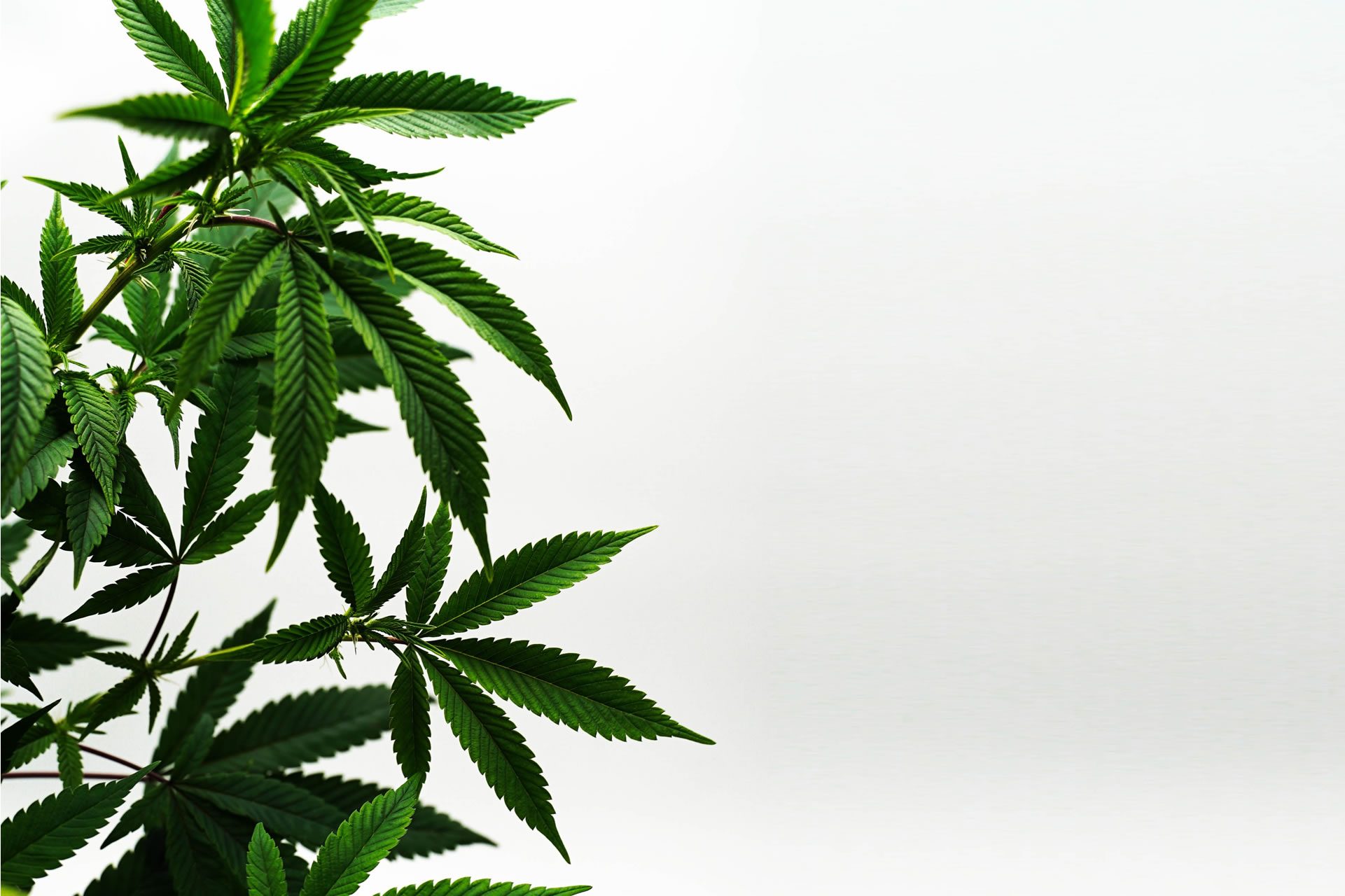 Legal Cannabis Flower UK: Guidelines for Medical and Educational Purposes