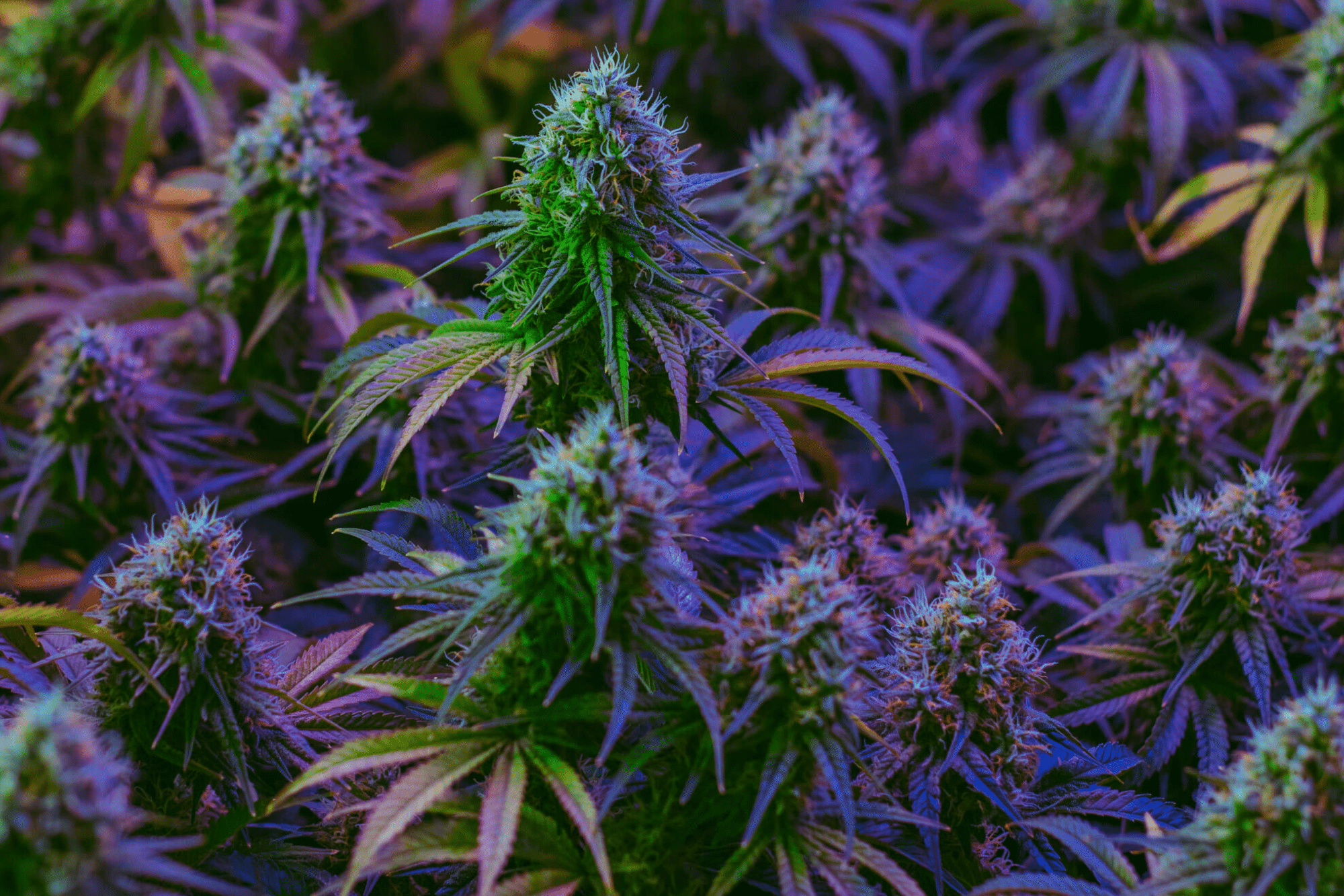 Your Source for Bulk Cannabis Halifax with Premium Accessories and Essentials